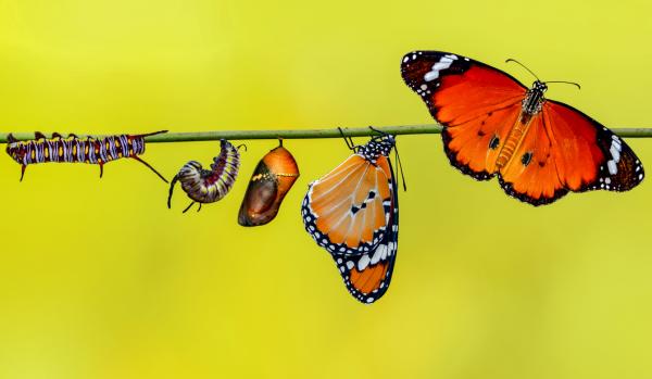 Image for event: The Amazing Metamorphosis: How Caterpillars Become Butterflies!