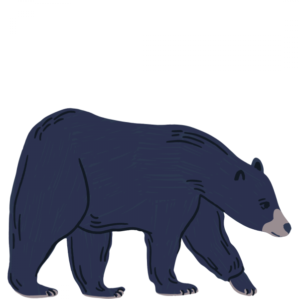Image for event: STEAM Club: Black Bears